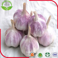 Red-Purple Skin Jinxiang Fresh Garlic